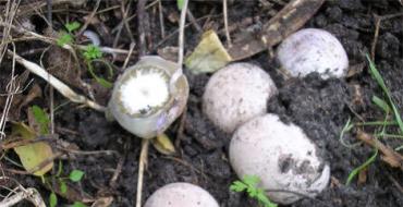 Поплавок шафрановый (Amanita crocea) Как отличить от несъедобных и ядовитых грибов